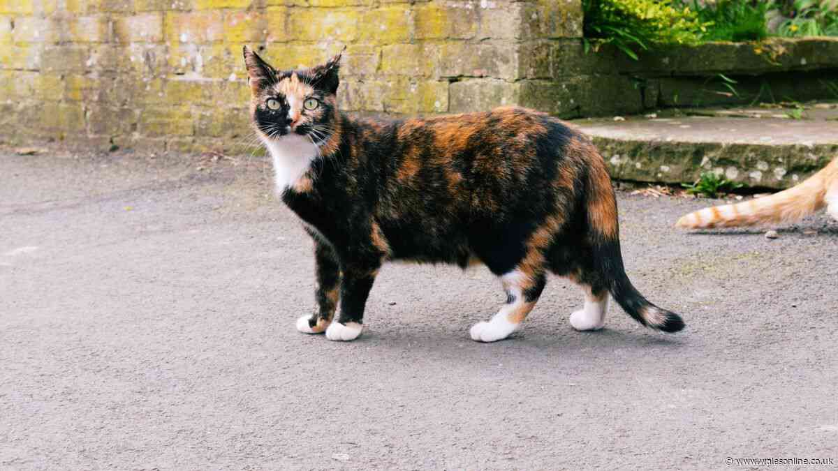 Update on cat new UK law call as key threshold hit