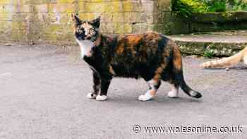 Update on cat new UK law call as key threshold hit