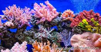 Warming seas impact cell structures that deliver oxygen to coral