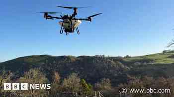 Drone project helping to restore ravine woodlands