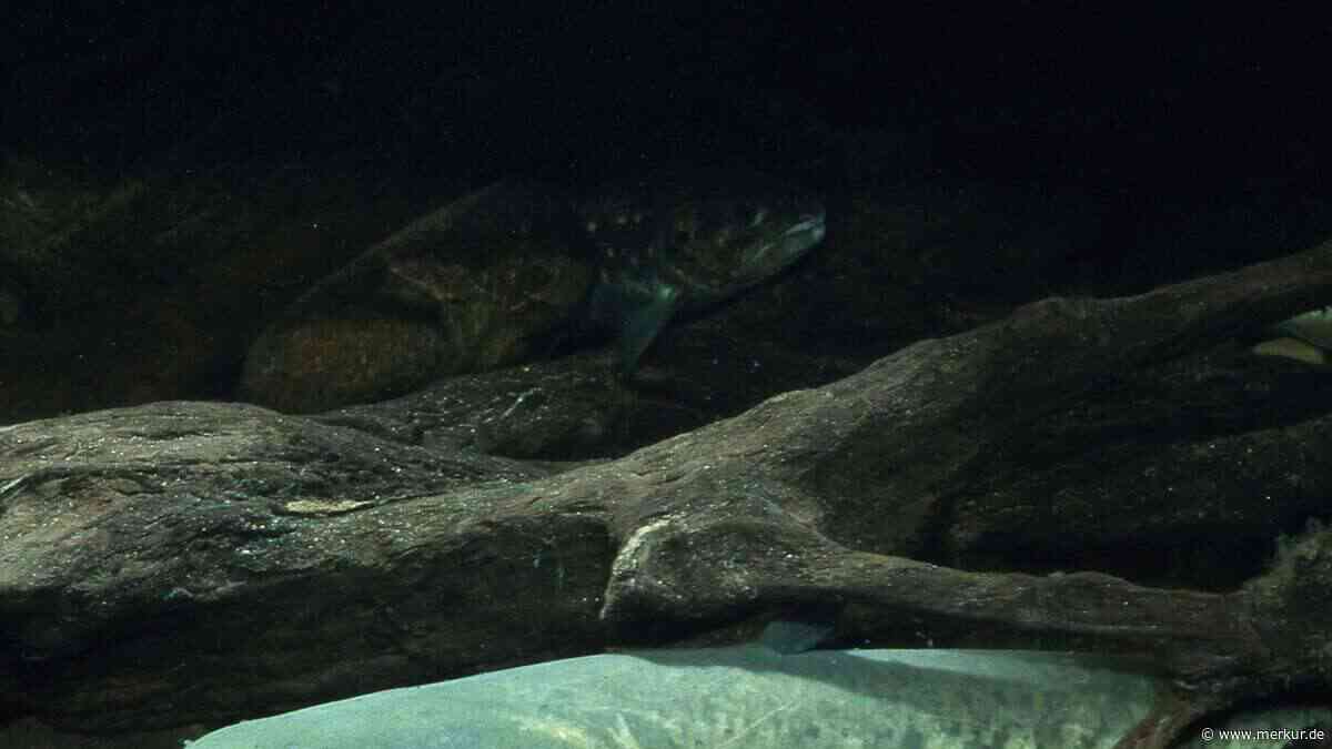 Adrenalinkick im See: Was ein Turmspringer beim Eintauchen direkt unter sich entdeckte