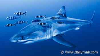 A great white shark has been recorded underwater in the Mediterranean for the first time ever