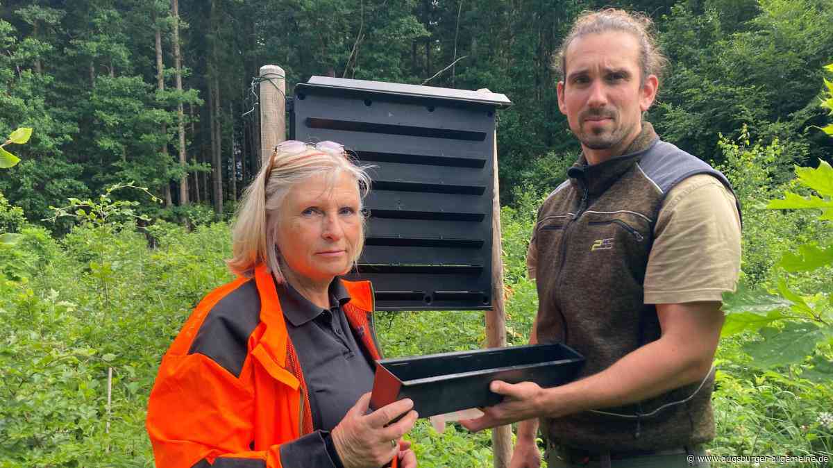 Kleiner Käfer, große Gefahr: Wie Borkenkäfer Wälder im Kreis Dillingen bedrohen