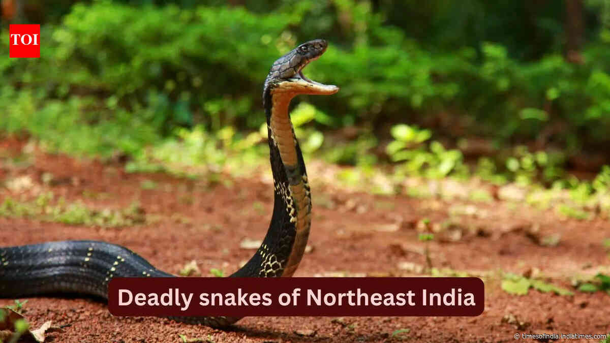 10 deadly snakes found in the forests of Northeast India: What travellers should know before planning a trip