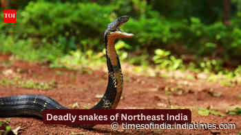 10 deadly snakes found in the forests of Northeast India: What travellers should know before planning a trip