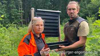 Kleiner Käfer, große Gefahr: Wie Borkenkäfer Wälder im Kreis Dillingen bedrohen