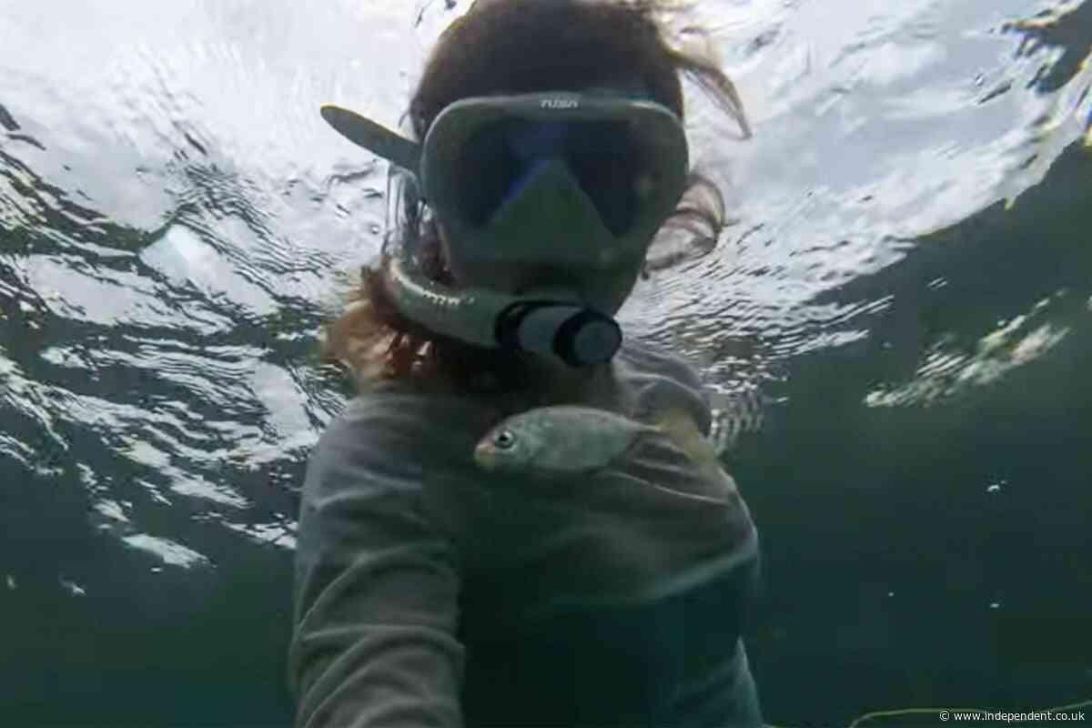 American Airlines attendant’s body washes up on Florida beach after suspected diving accident
