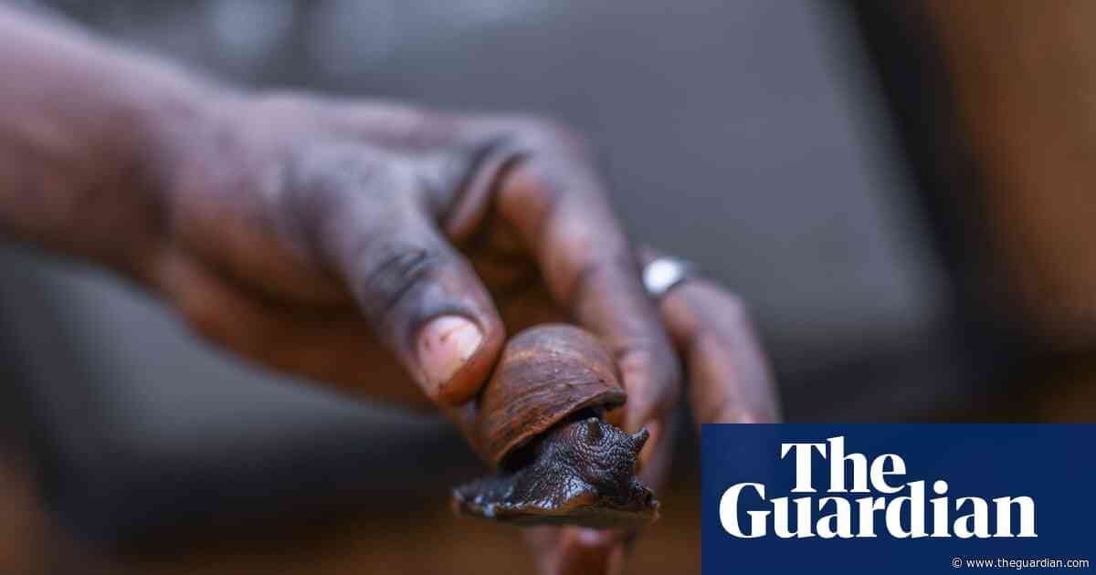 Giving guitarfish a chance: one man’s mission to persuade fishers to farm giant snails instead
