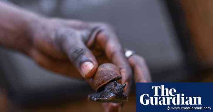 Giving guitarfish a chance: one man’s mission to persuade fishers to farm giant snails instead