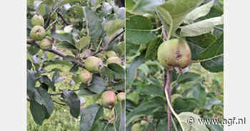 "Ik schat dat meer dan 50 procent van de appels hagelschade heeft - peren gelukkig minder gevoelig"