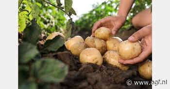 Nederlandse teler schenkt overtollige aardappelen aan Oekraïne