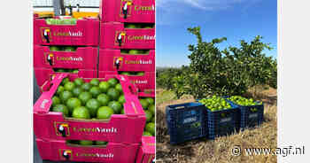 Limes uit São Paulo zijn voor binnenlandse markt, die uit Bahia voor Europa