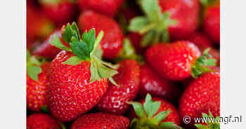 Hendriks Hoeve vult gat in regionale aardbeienmarkt na vertrek Van Herk Fruit