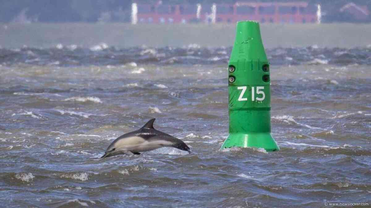Zorgen om dolfijnen bij Lauwersoog, expert staan voor raadsel: ’We hebben geen flauw idee’