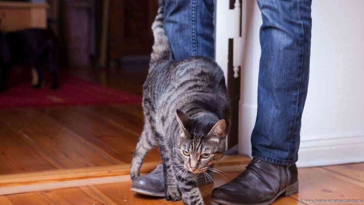 Die Sprache der Katzen verstehen