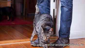 Die Sprache der Katzen verstehen