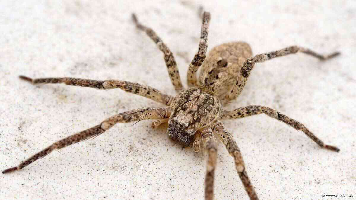Nosferatu-Spinne offenbar in ganz Deutschland verbreitet