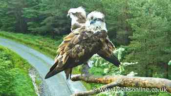 Heartbreaking update from Welsh osprey nest