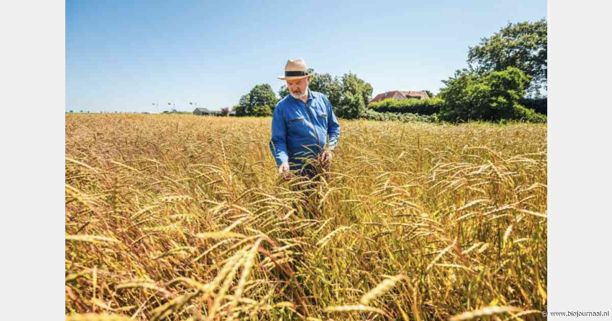 Klaveronderzaai in wintertarwe levert biologische teler dubbel voordeel op