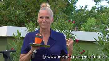 Emotionaler Moment im Fernsehgarten: „Lied meines verstorbenen Ex-Mannes“ – Andrea Kiewel ringt um Fassung