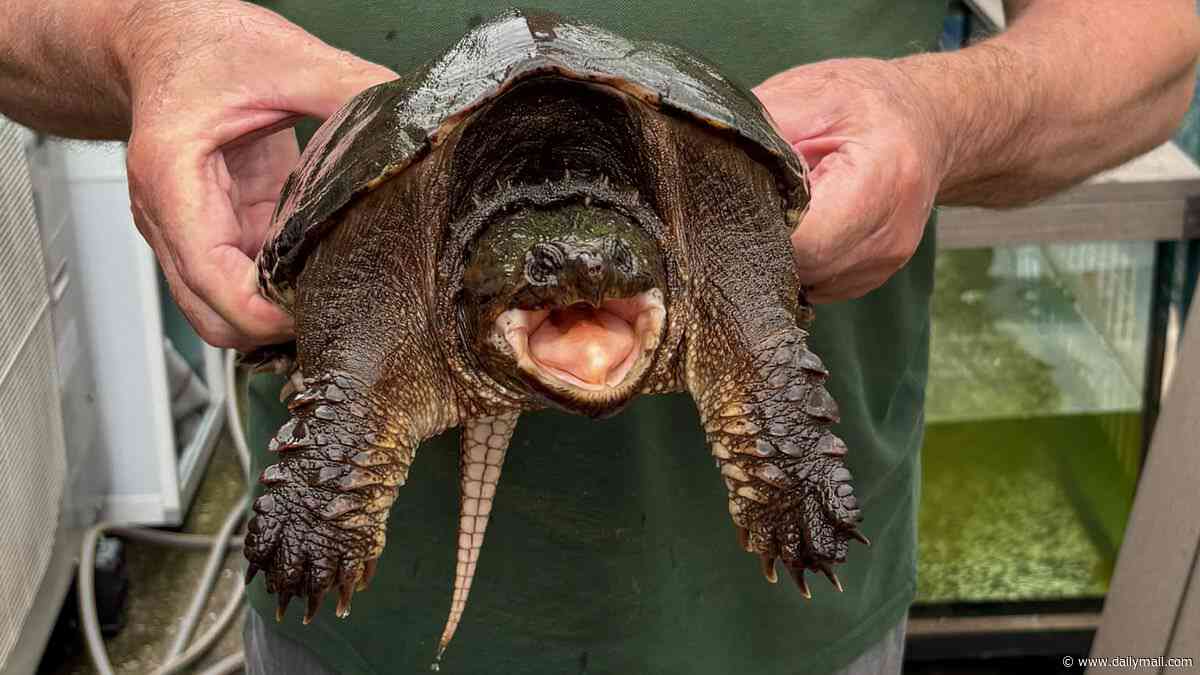 'Extremely dangerous' snapping turtle is found in Welsh beauty spot as dog walkers and wild swimmers are urged to avoid water