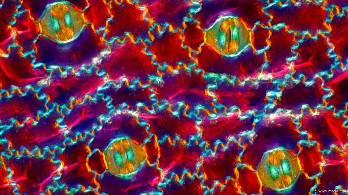 Neue Studie enthüllt: Altbekannte Heilpflanze verblüfft Forscher bei Haarausfall