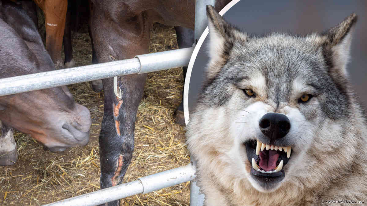 Wolven grijpen nu ook grote paarden, 21-jarige Whisper vecht voor haar leven: ’Afschuwelijk dat ze zo lang alleen is geweest’