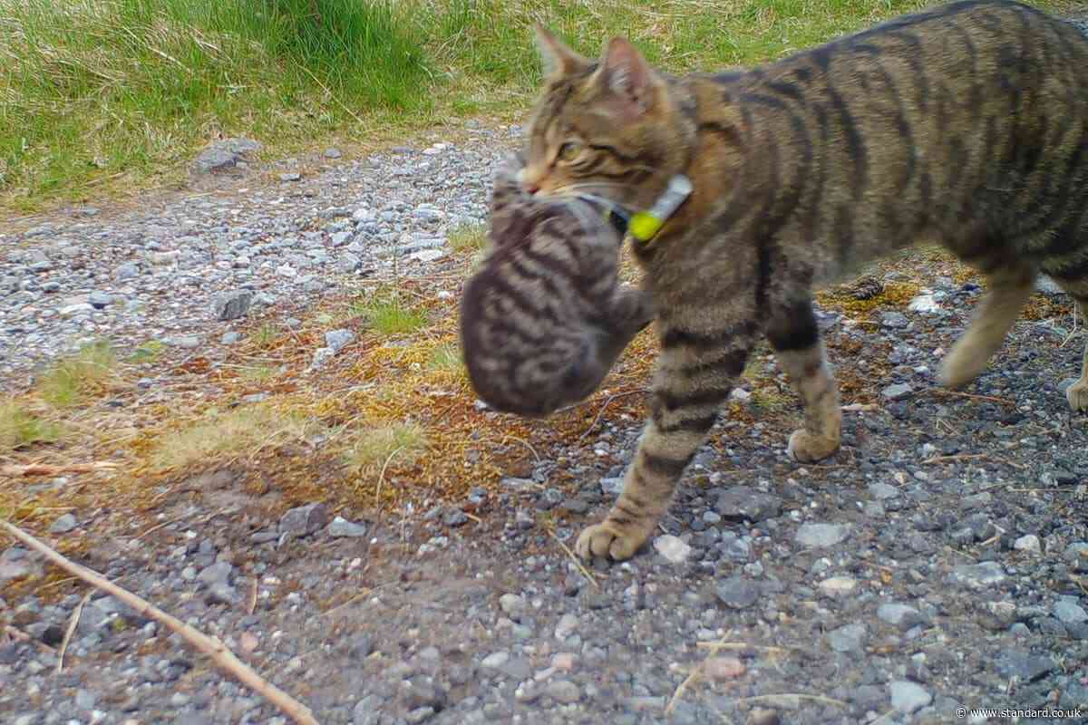 Scottish wild kittens born to released mothers for third year in a row