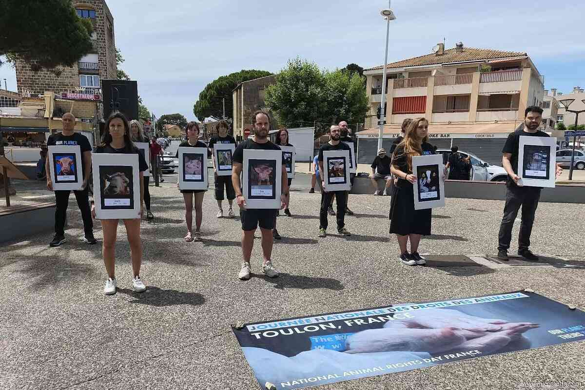 Ateliers ludiques, casques de réalité virtuelle sur les abattoirs, dégustations végans... : le collectif L214 a installé son village militant à La Seyne-sur-Mer ce dimanche