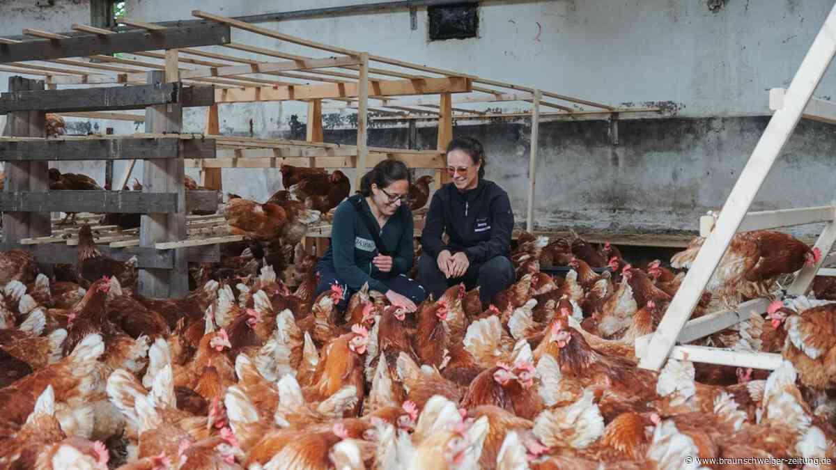 Nach Brand-Katastrophe: Wolfsburger Verein rettet mehr als 2000 Hühner