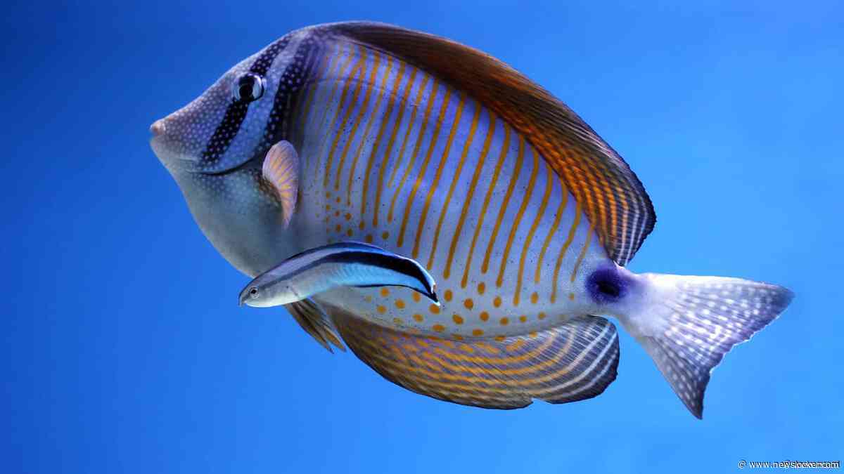 ARTIS opent vernieuwd aquarium na miljoenenrenovatie van vijf jaar