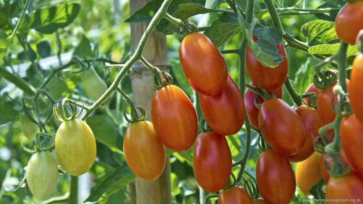 Trick mit Wäscheklammer an Tomatenpflanze – die Wirkung ist umstritten