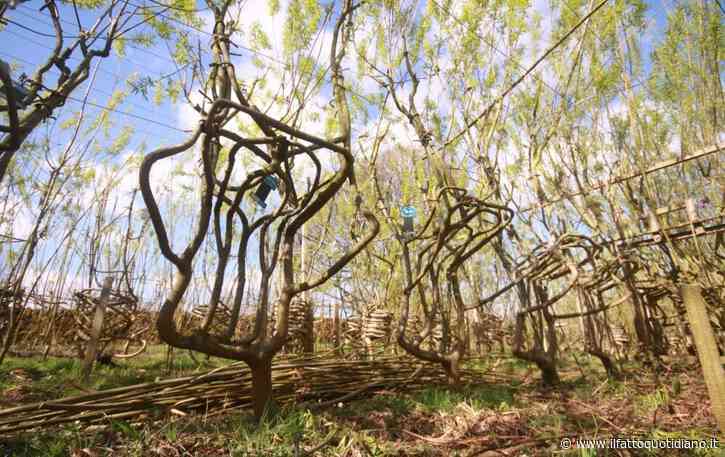 Le sedie coltivate nel terreno e vendute a 80mila euro: il bosco dei “mobili viventi” fa discutere