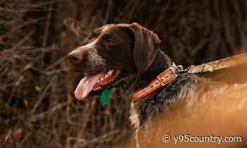 Tracking Dogs Can Helping Wyoming Hunters Find Their Game