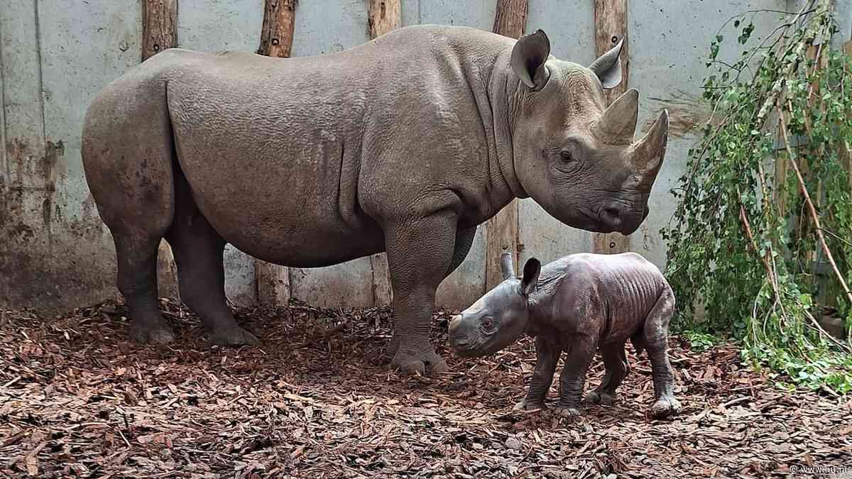 Zeldzame puntlipneushoorn geboren in Safaripark Beekse Bergen