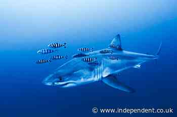 Great White Shark filmed in the Mediterranean for the first time by stunned divers