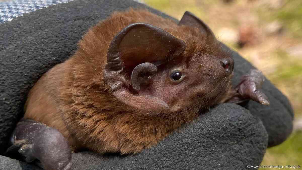 Europas größte Fledermausart erstmals in Brandenburg entdeckt