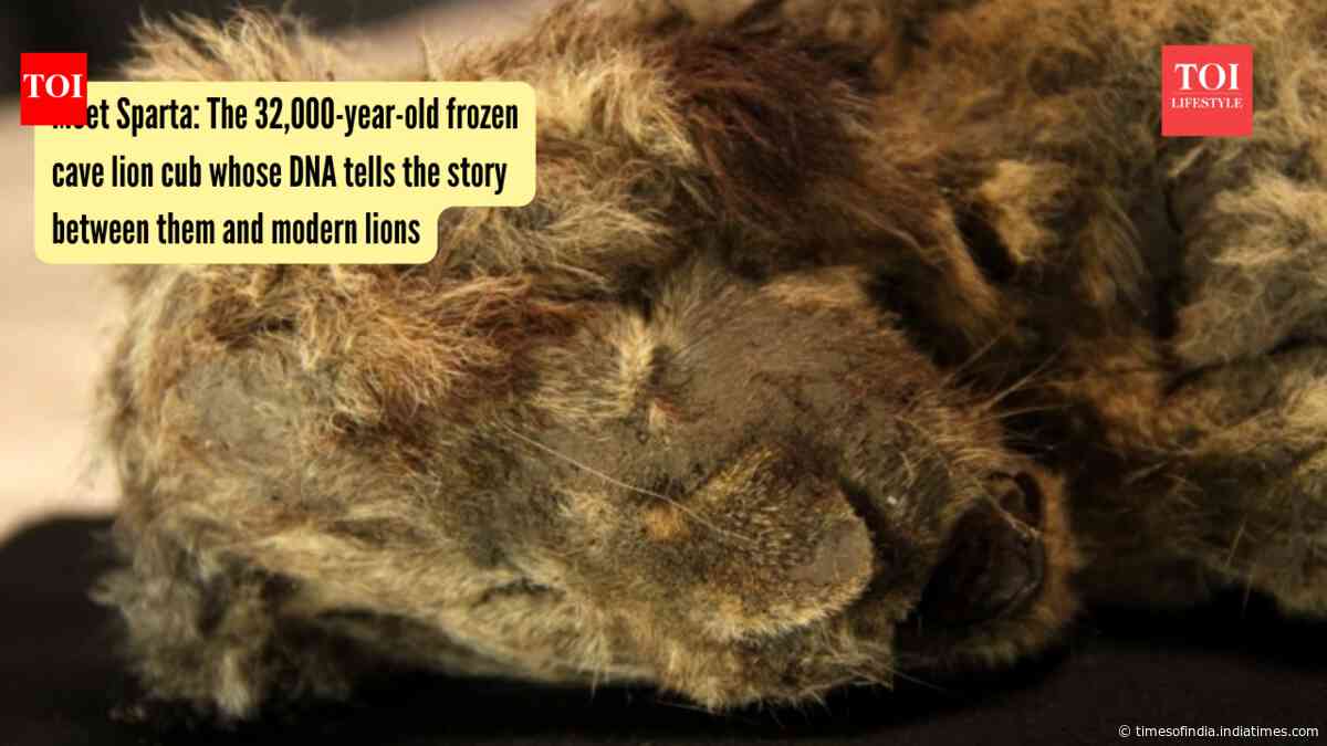 Meet Sparta: The 32,000-year-old frozen cave lion cub whose DNA tells the story between them and modern lions