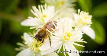 Deadly bee disease uncovered in Scottish hive