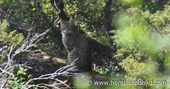 Third year of wild ‘Highland tiger’ kittens born to released Scottish wildcats