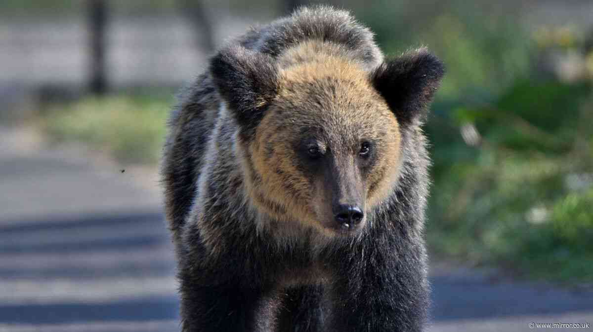 Over 100 schools forced to close after bear 'prowls streets' near Tokyo