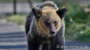 Over 100 schools forced to close after bear 'prowls streets' near Tokyo