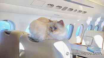Inside sad life of world's richest cat who inherited £1.1m but is now broke