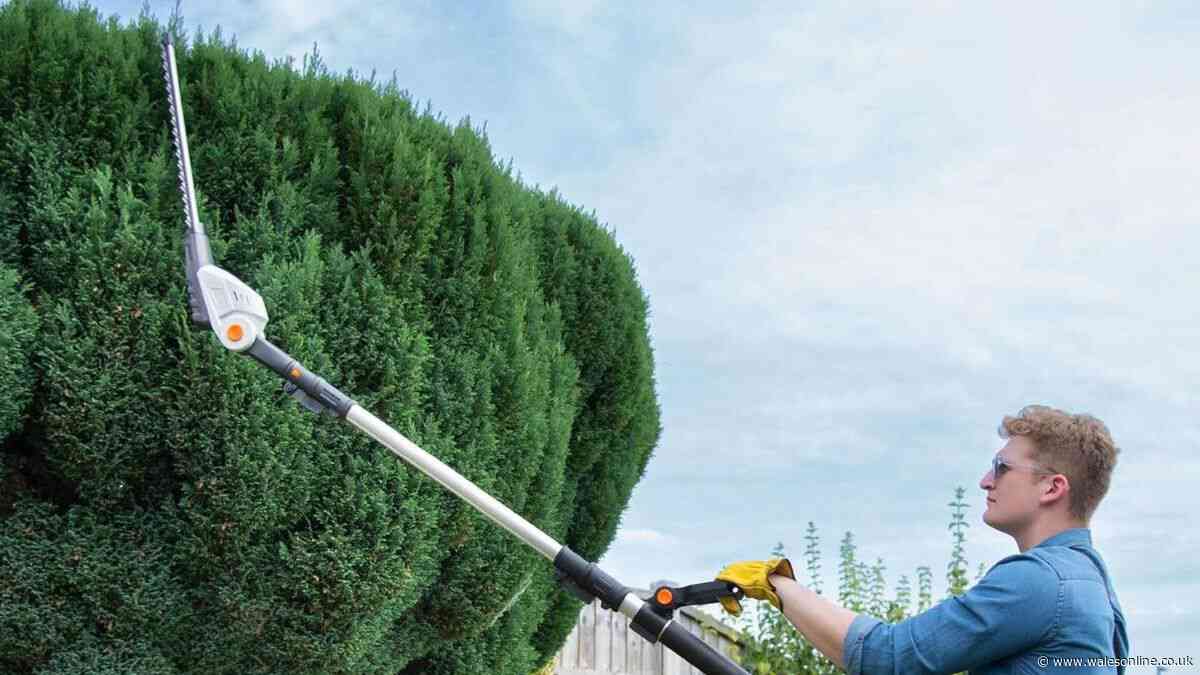 Extendable hedge trimmer allows gardeners to cut tall bushes without ladder