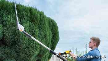 Extendable hedge trimmer allows gardeners to cut tall bushes without ladder