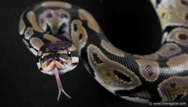 Python JIT compiler project under threat after steering council says proper process wasn't followed