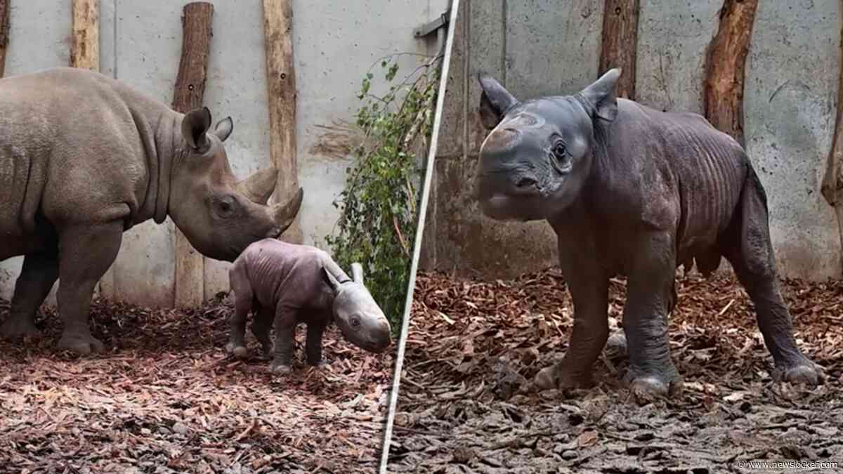 Ernstig bedreigde neushoorn geboren in Safaripark Beekse Bergen