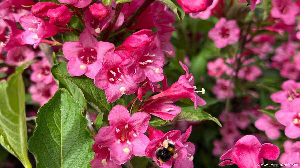 Gardening expert shares seven essential jobs you must get done in June