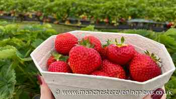 The fruit farm near Manchester with five miles of strawberries ripe for the picking