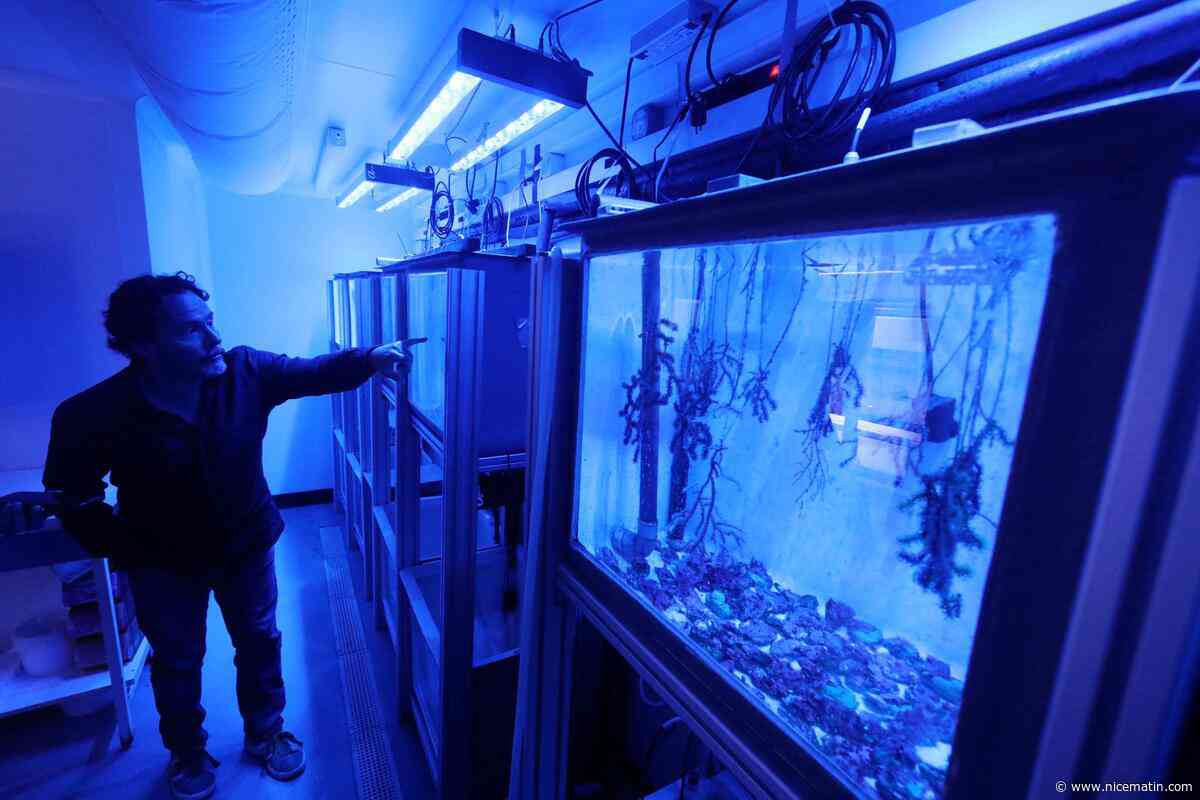 À Villefranche-sur-Mer, ces scientifiques simulent en laboratoire l’avenir de l’océan